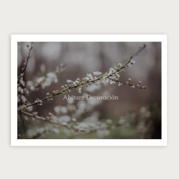 almendro en floración