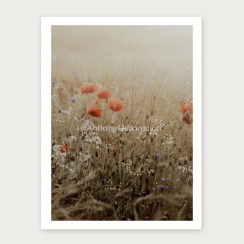 Amapolas en el campo