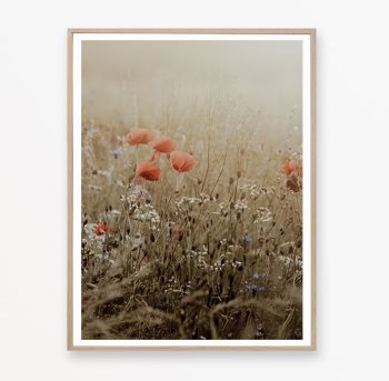 amapolas en el campo