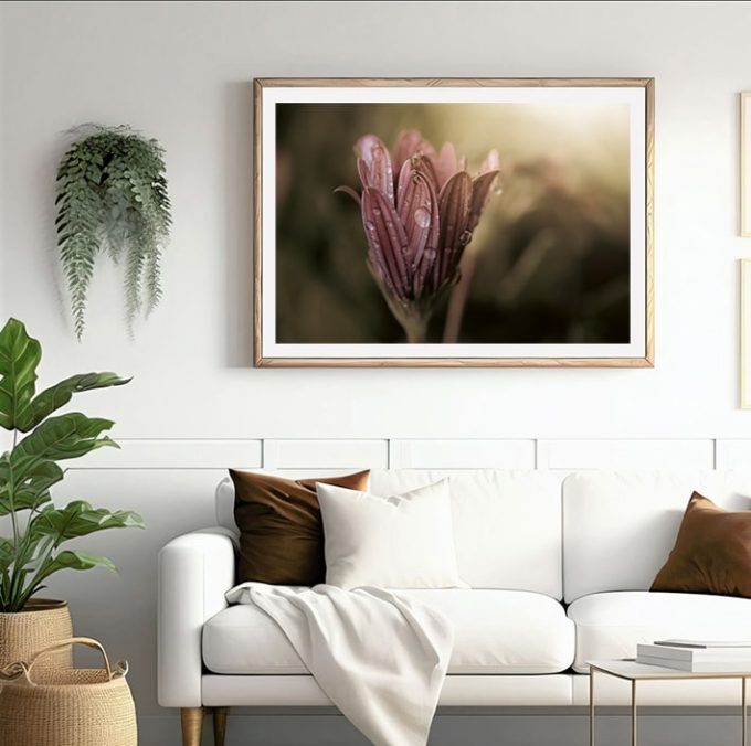 "Lágrimas del Alba", Fotografía artística floral con gotas de rocío