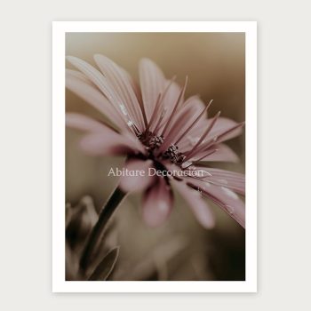 promesa de una gerbera